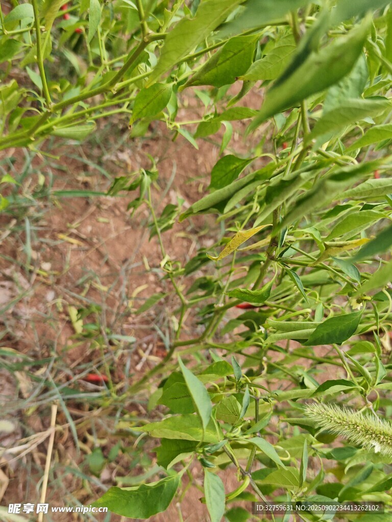 俯瞰翠绿植物与土壤