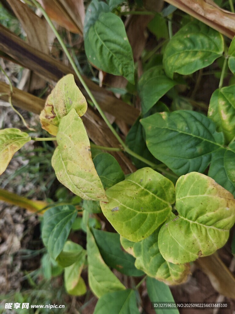 绿叶植物特写