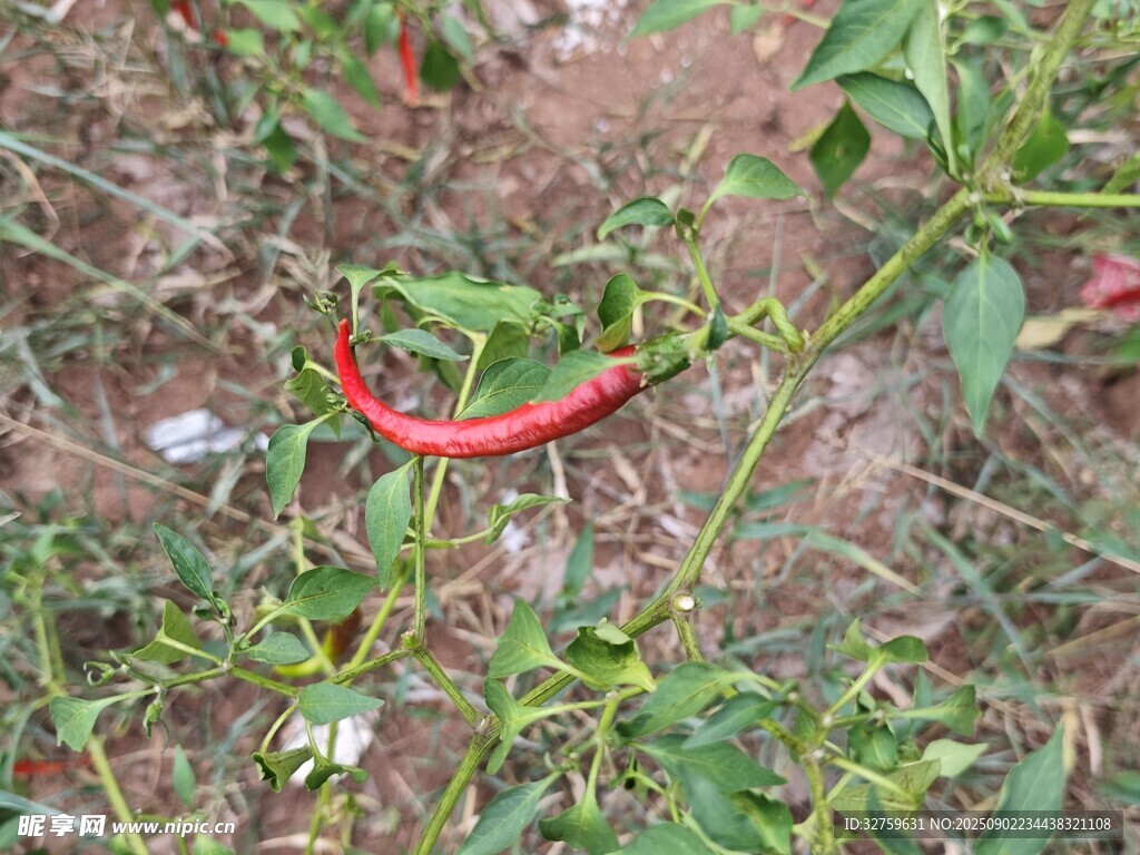 田间红辣椒特写