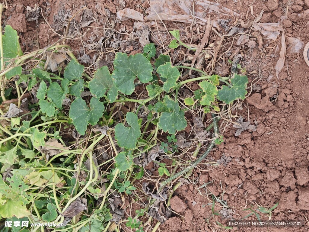 地面上的绿色植物藤蔓