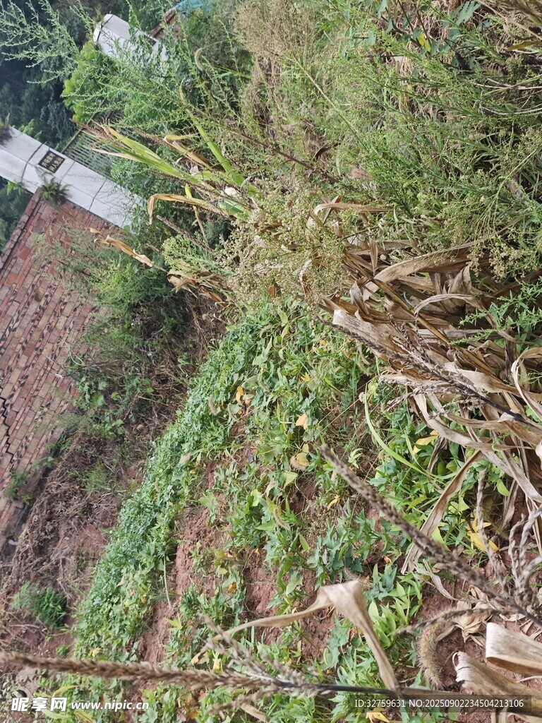 田园蔬菜种植景象