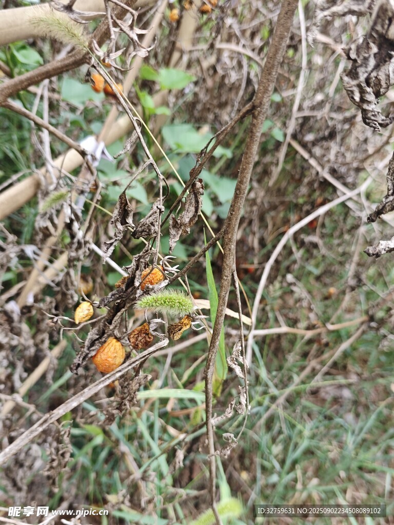 野外杂乱植物与藤蔓景象