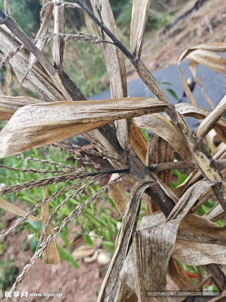 枯萎植物近景特写