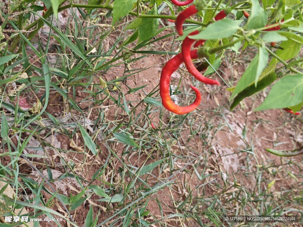 红辣椒生长于草丛间