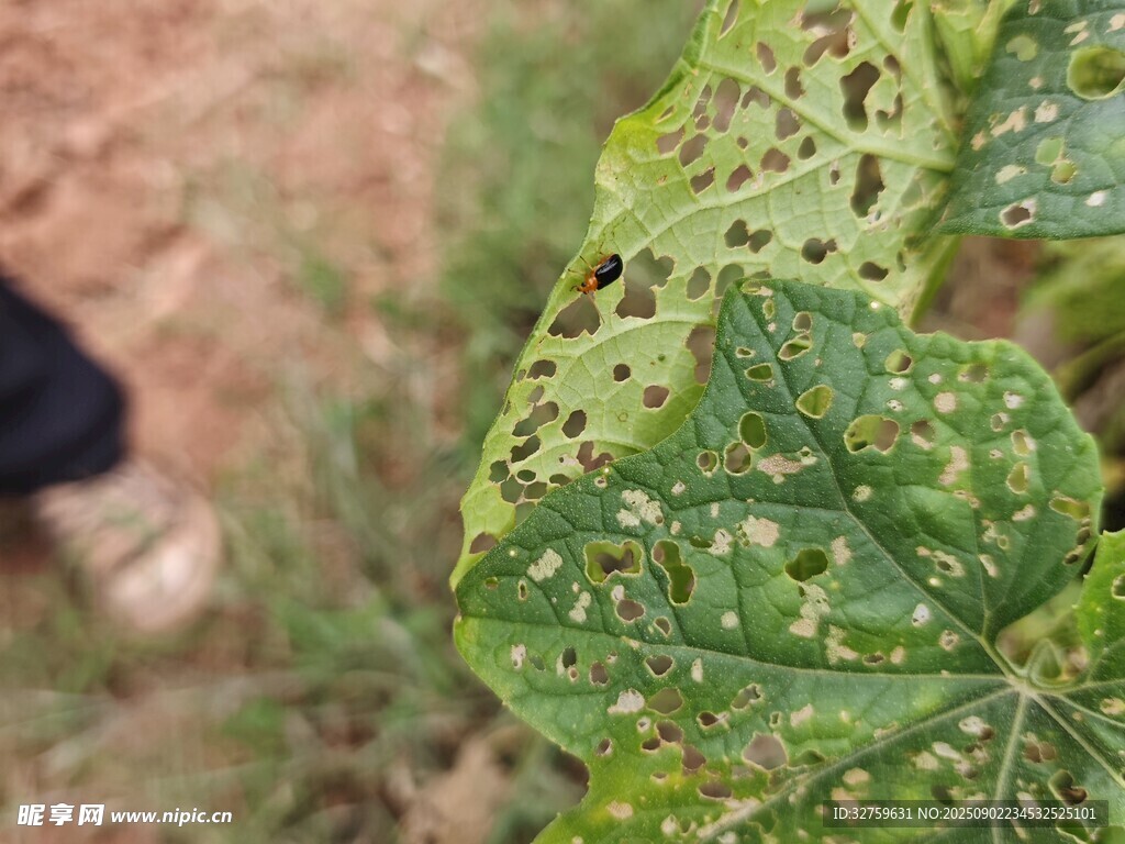 叶片上的虫害斑点