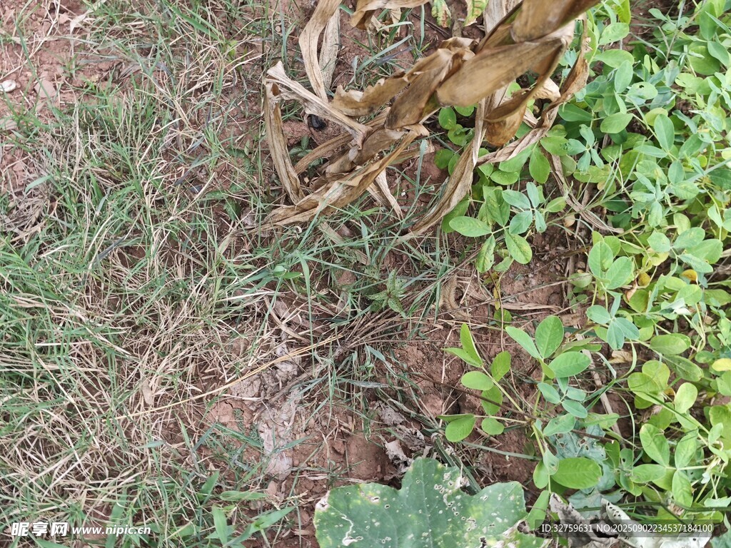 地面上的杂草与枯萎植物