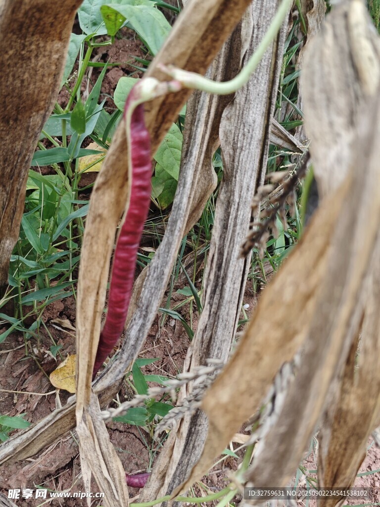 干枯植物 