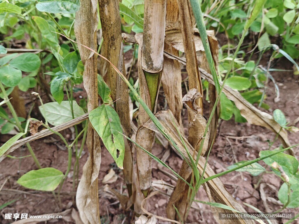 枯萎的植物