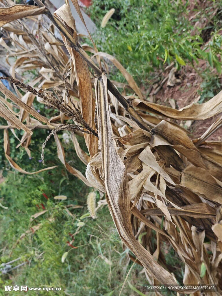 干枯玉米秸秆倒伏在草地
