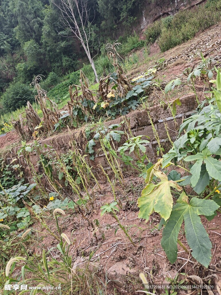 山坡上的木薯种植地