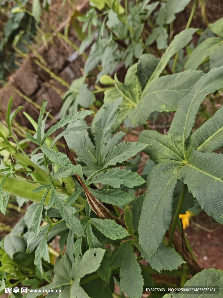绿叶黄花的清新植物