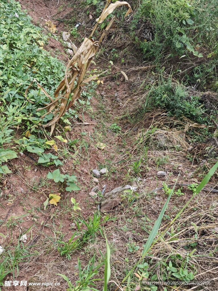 野外杂草丛生的地面景象