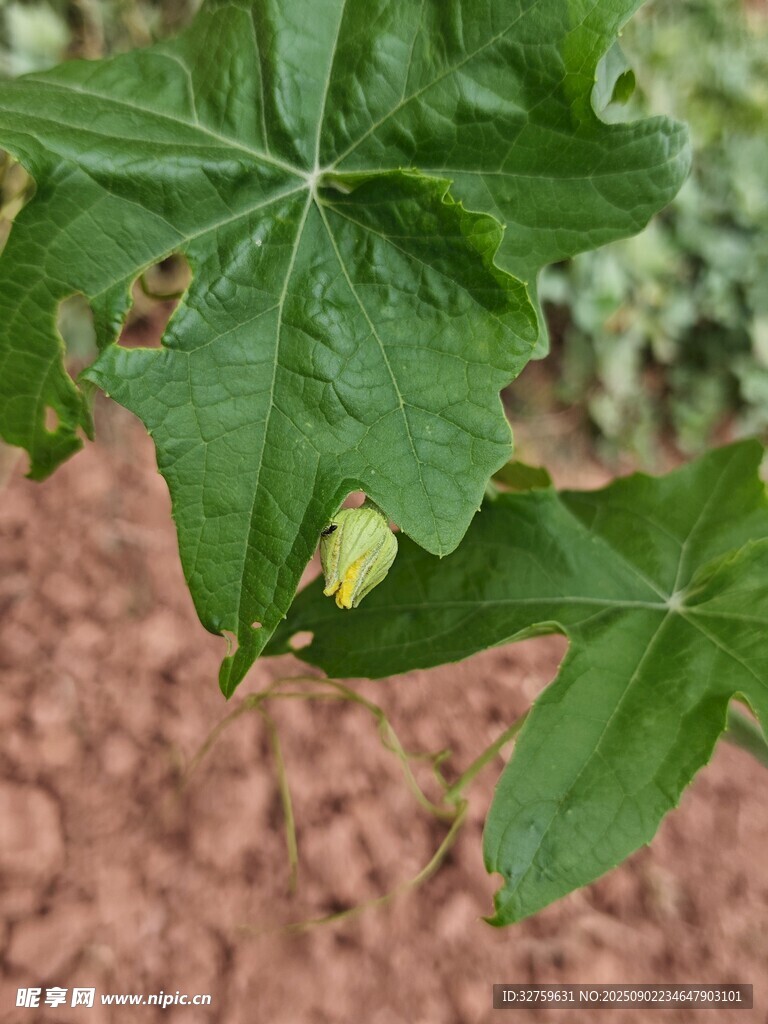 绿叶上的黄色小虫