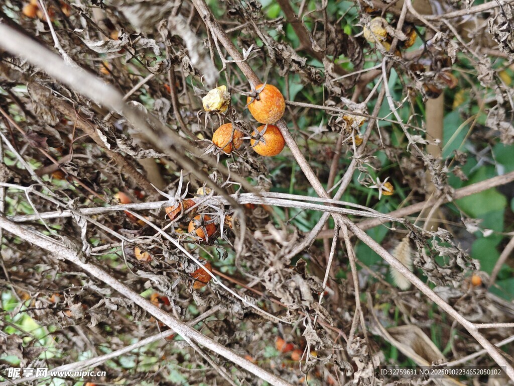 草丛中的橙色小蘑菇