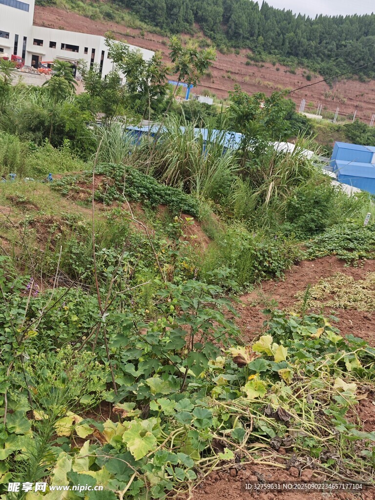 乡村田野间的繁茂植物景观