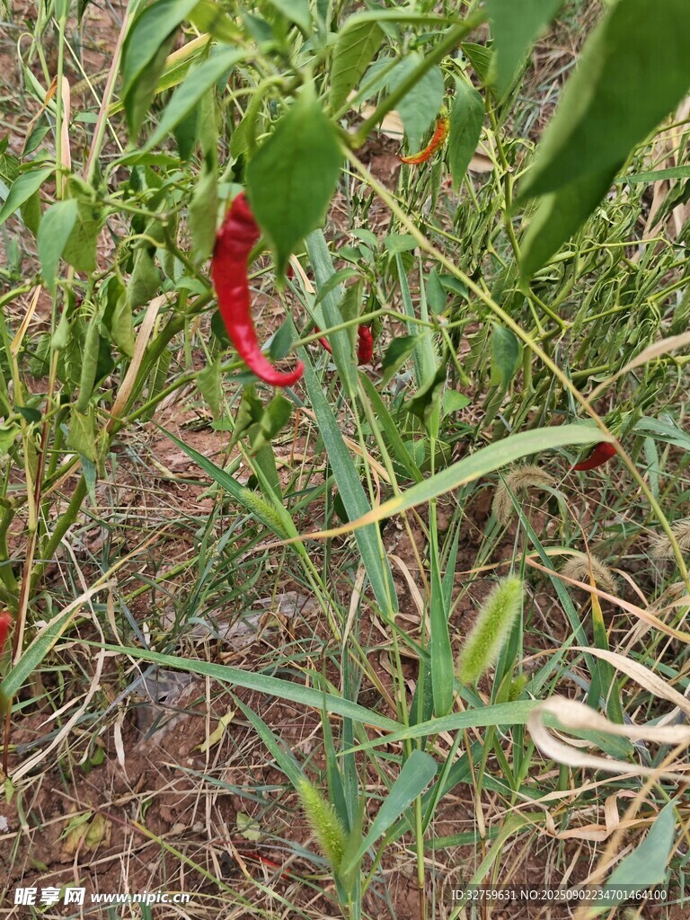 田间红辣椒生长景象