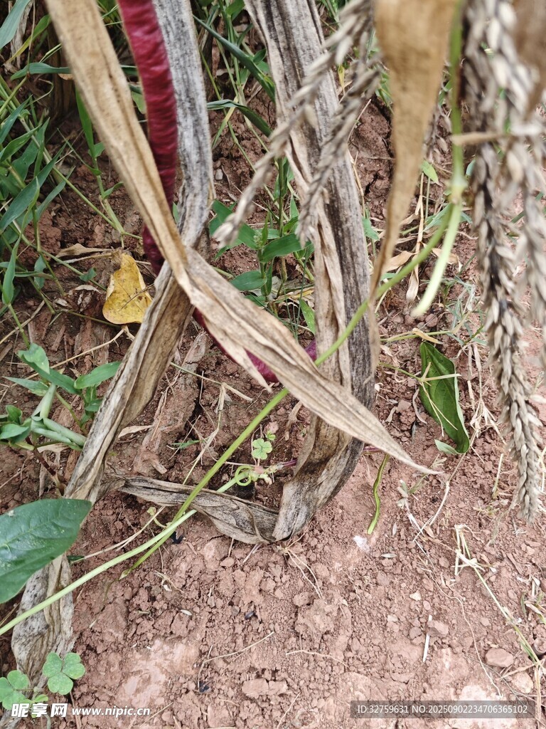 小麦根部特写