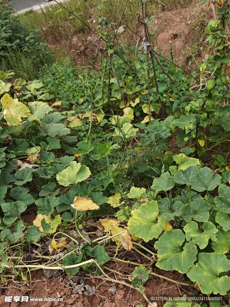 菜园中的绿色蔬菜植物