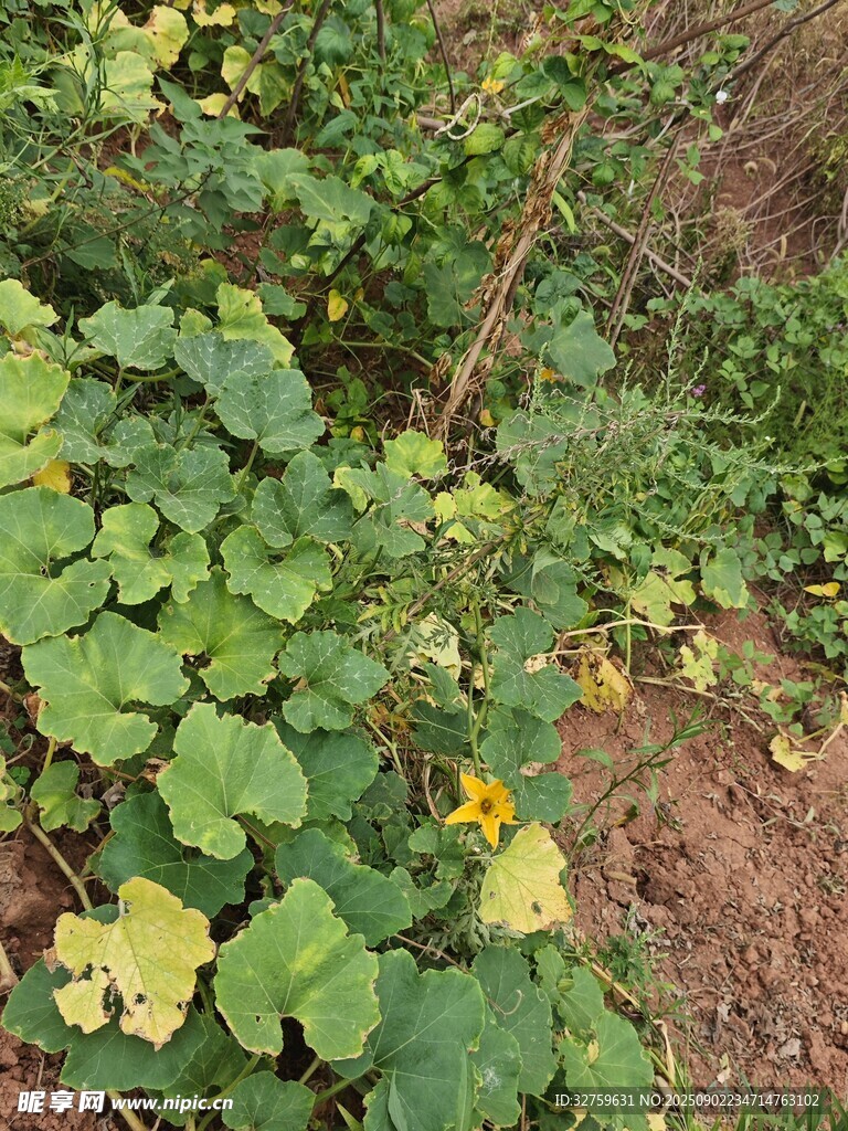 绿叶黄花的蓬勃植物景观