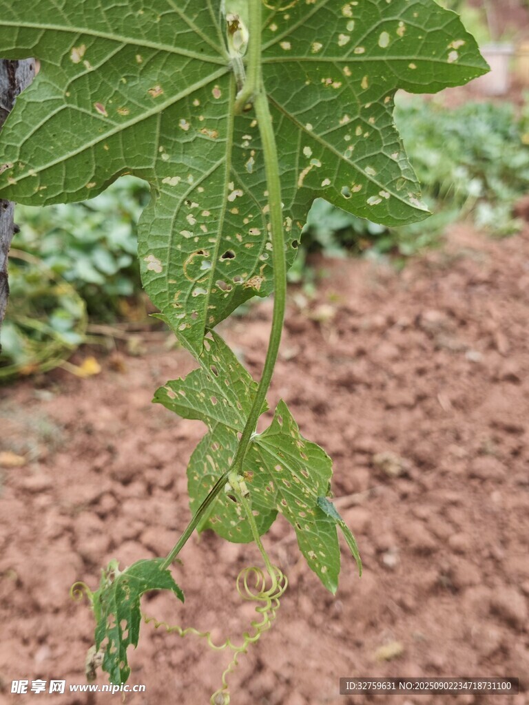 带水珠的翠绿植物