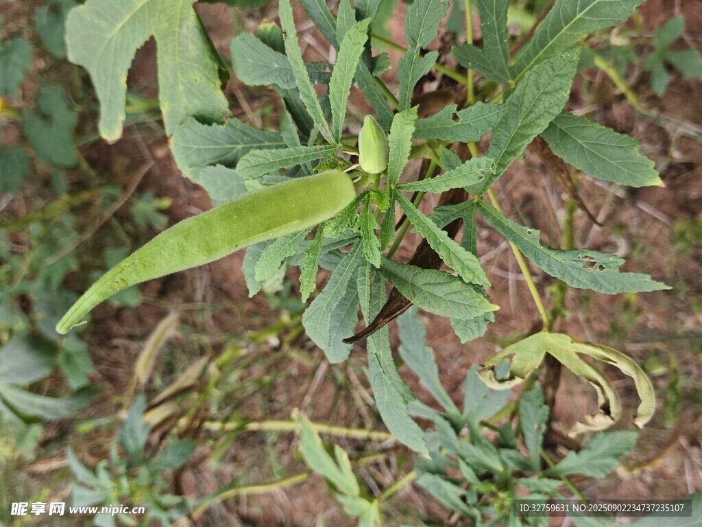 野外生长的绿色植物
