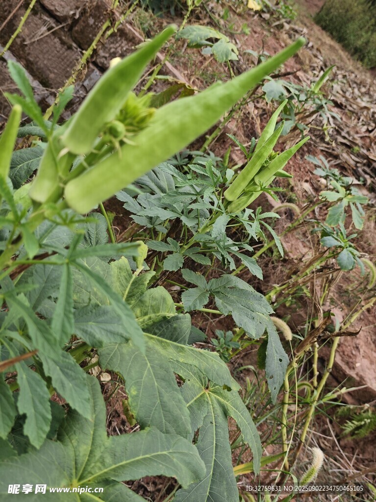 田间生长的绿色植物
