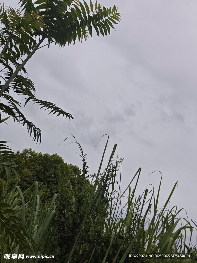 天空下的绿植与枝叶