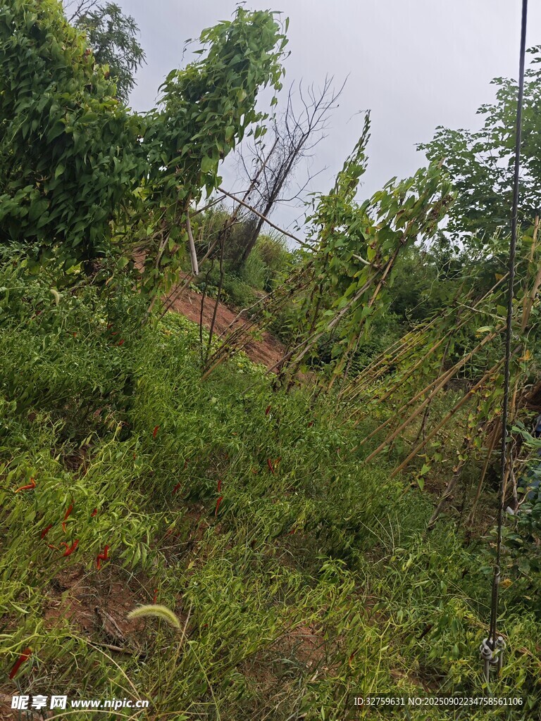 野外繁茂的绿色植被场景
