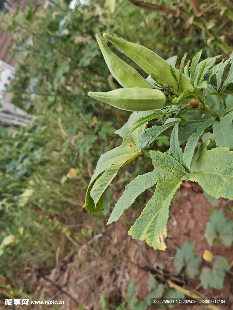 绿叶植物特写