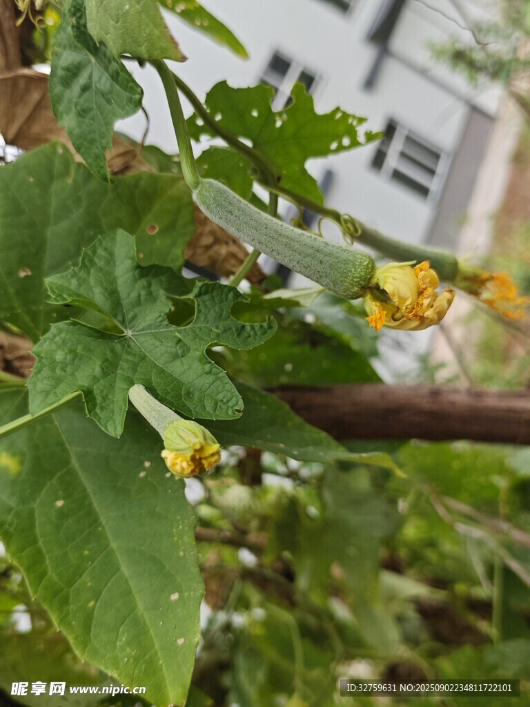 枝头绽放的黄色小花