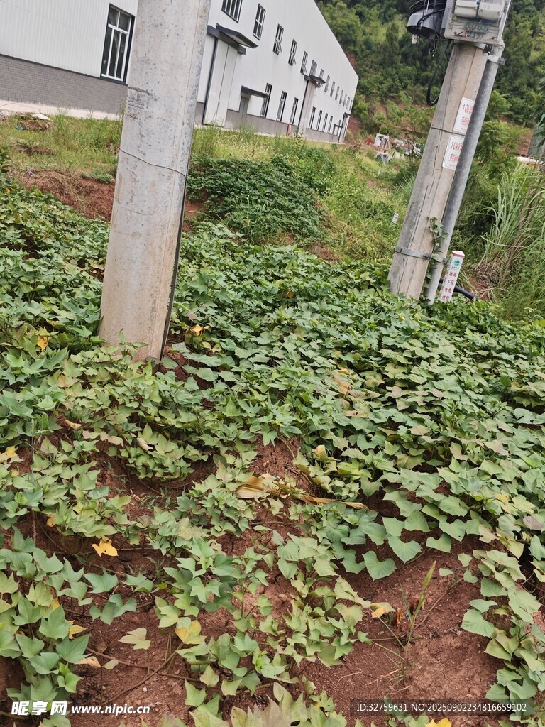 地面绿植景观