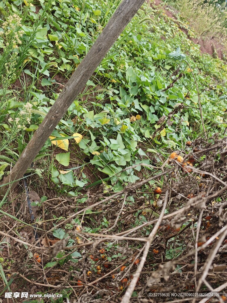 农田中的植物与杂乱枝干