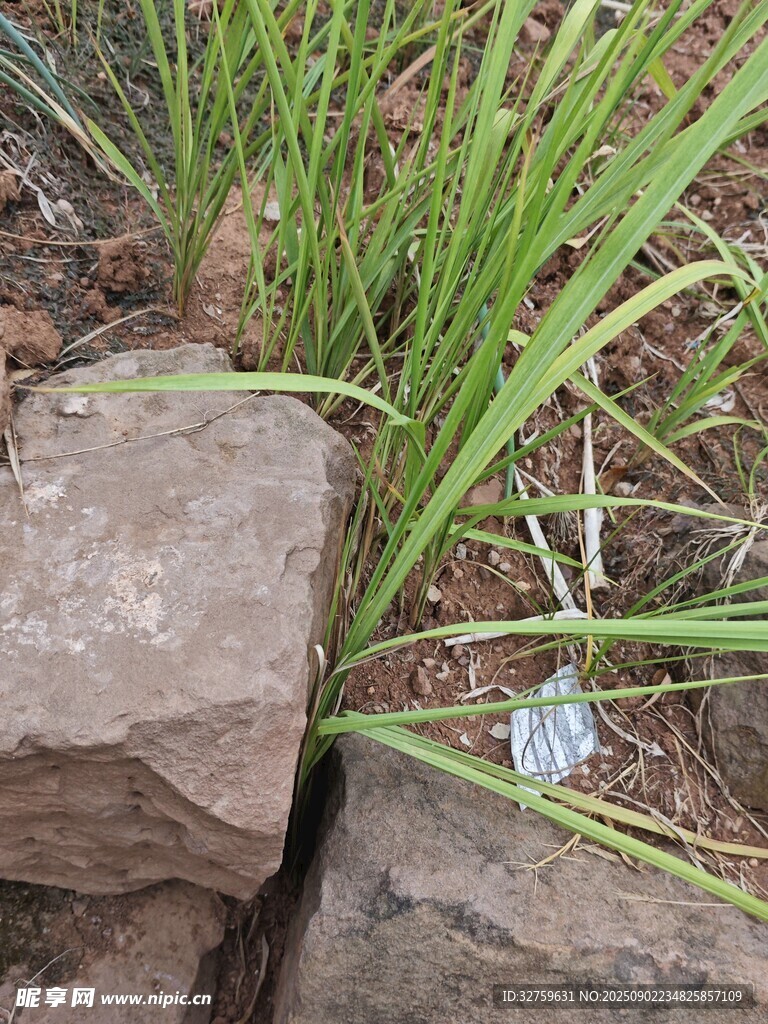 石缝间的清新兰花