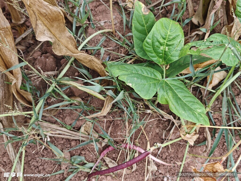 地面上的嫩绿植物