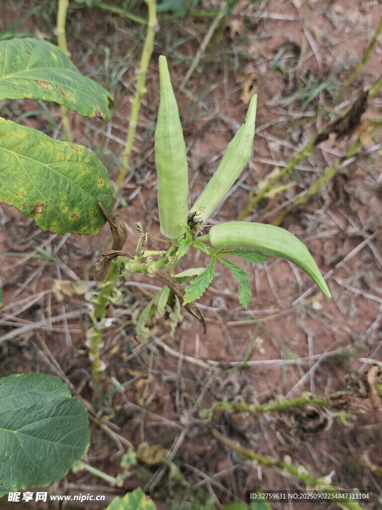 野外生长的嫩绿植物