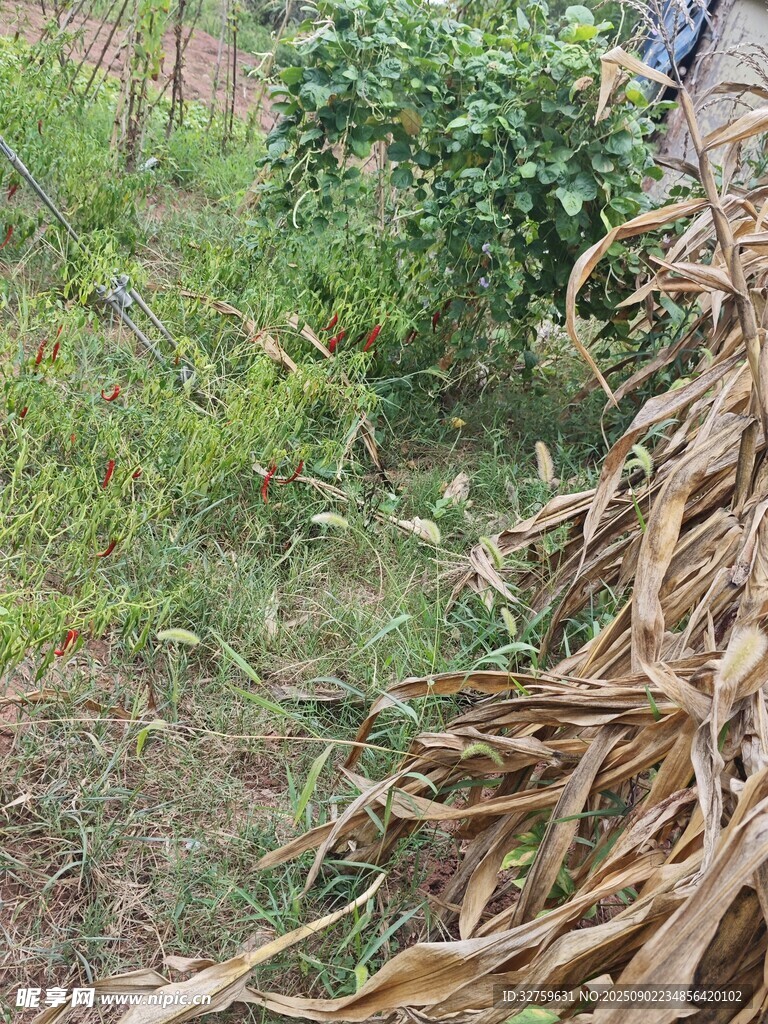 田间倒伏的干枯玉米植株
