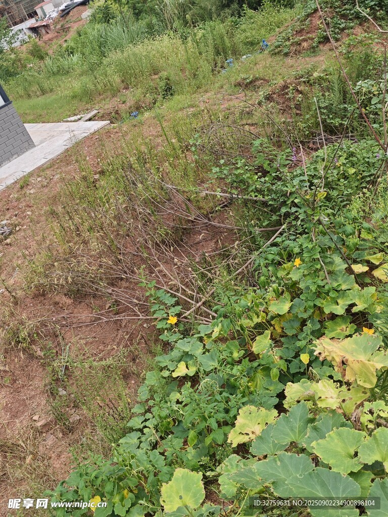 山坡上的绿植与小径