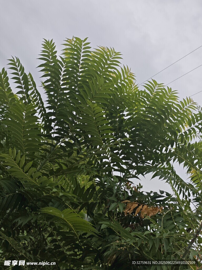 翠绿繁茂的羽状叶片植物