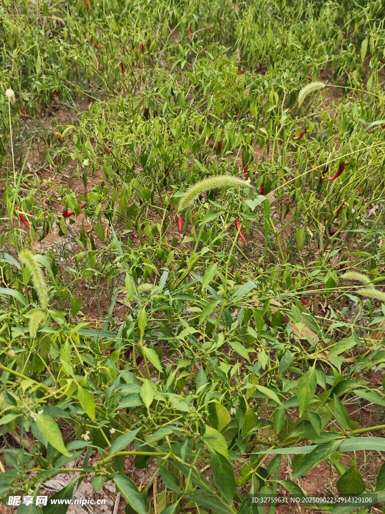 翠绿草地
