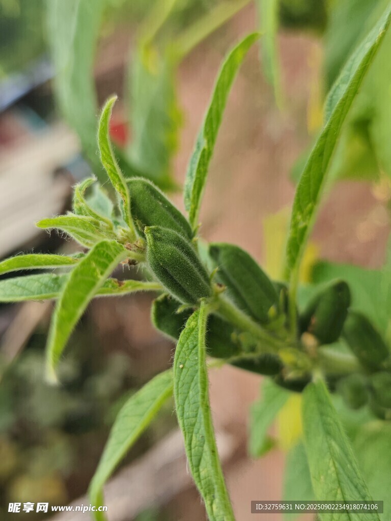 嫩绿植物枝叶特写