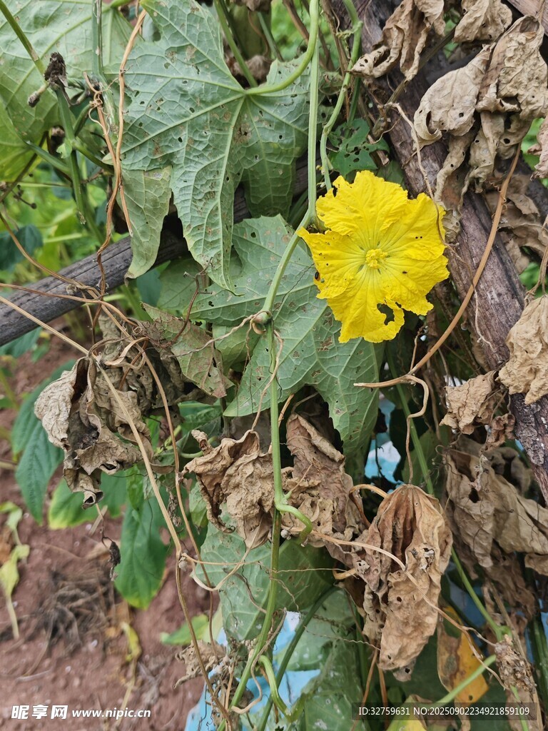 绿叶间的黄色小花