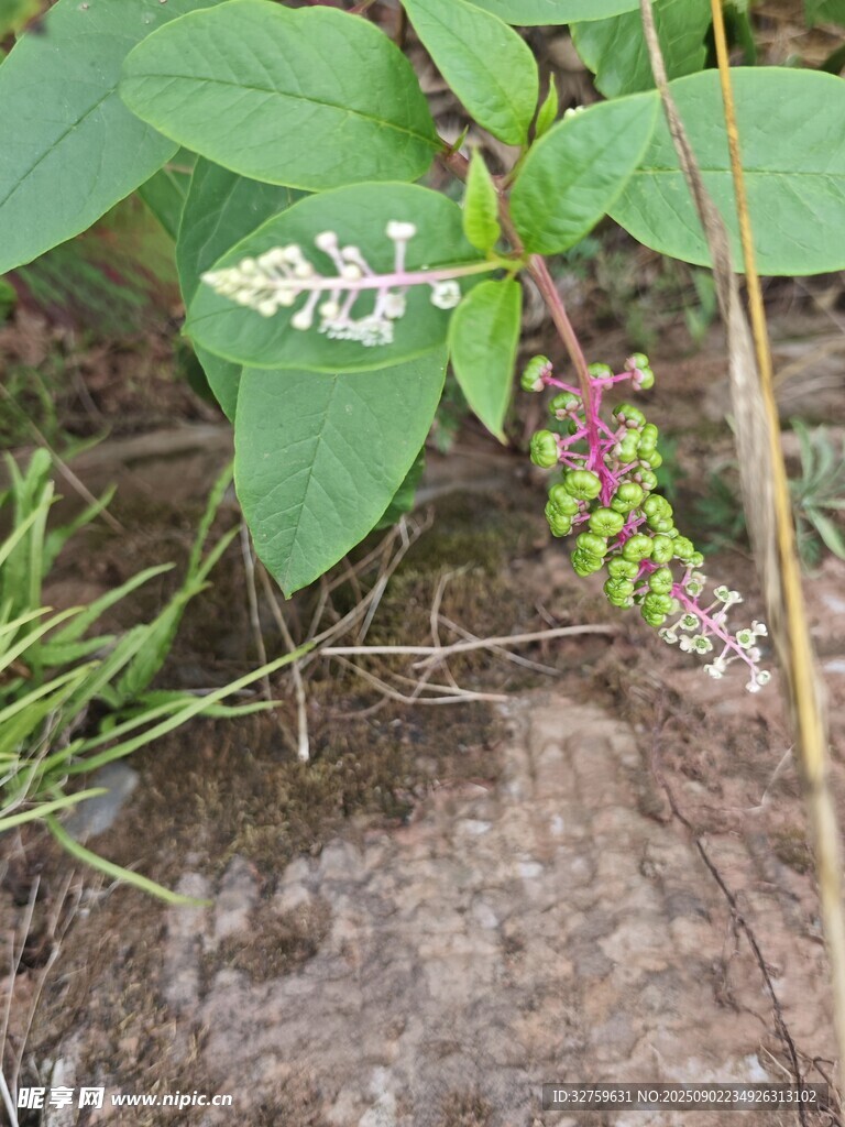 野外生长的多彩植物