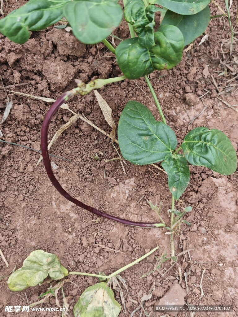 泥土中的嫩绿植物幼苗