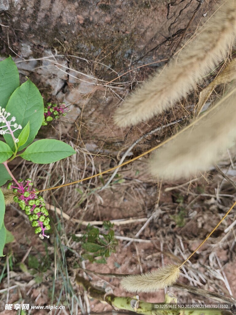 地面上的植物与动物毛发