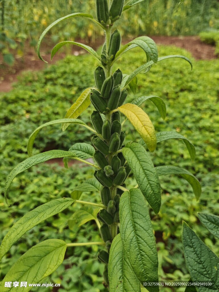 高大绿植挺立繁茂植物间