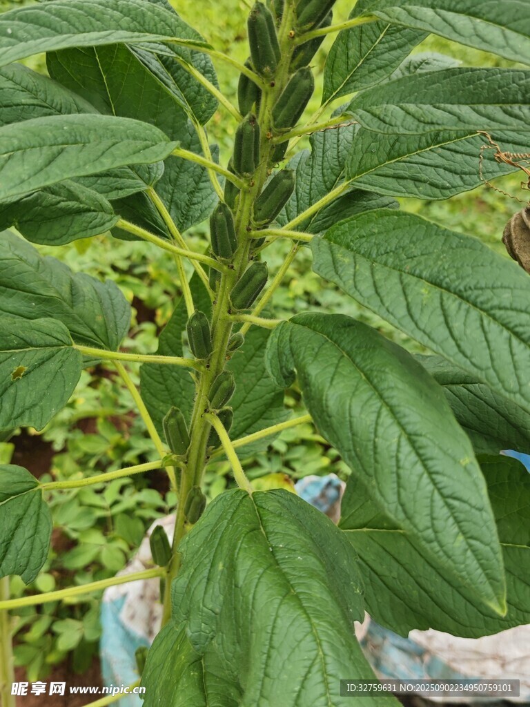 绿叶繁茂的植株