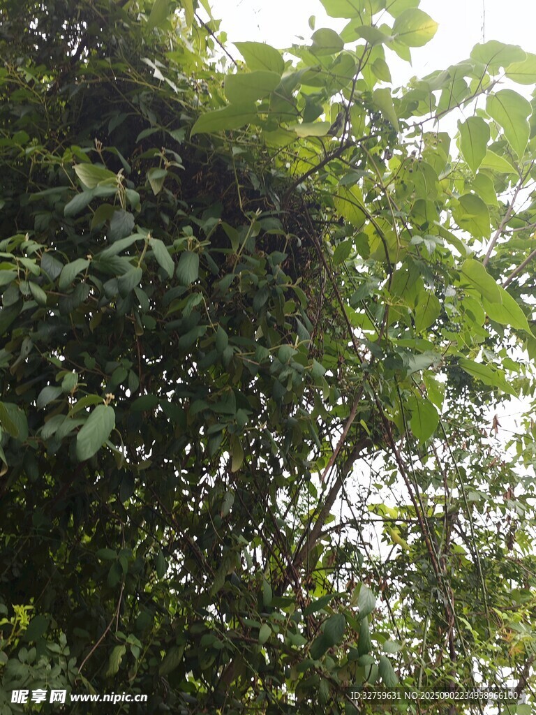 茂密树林中的繁茂枝叶