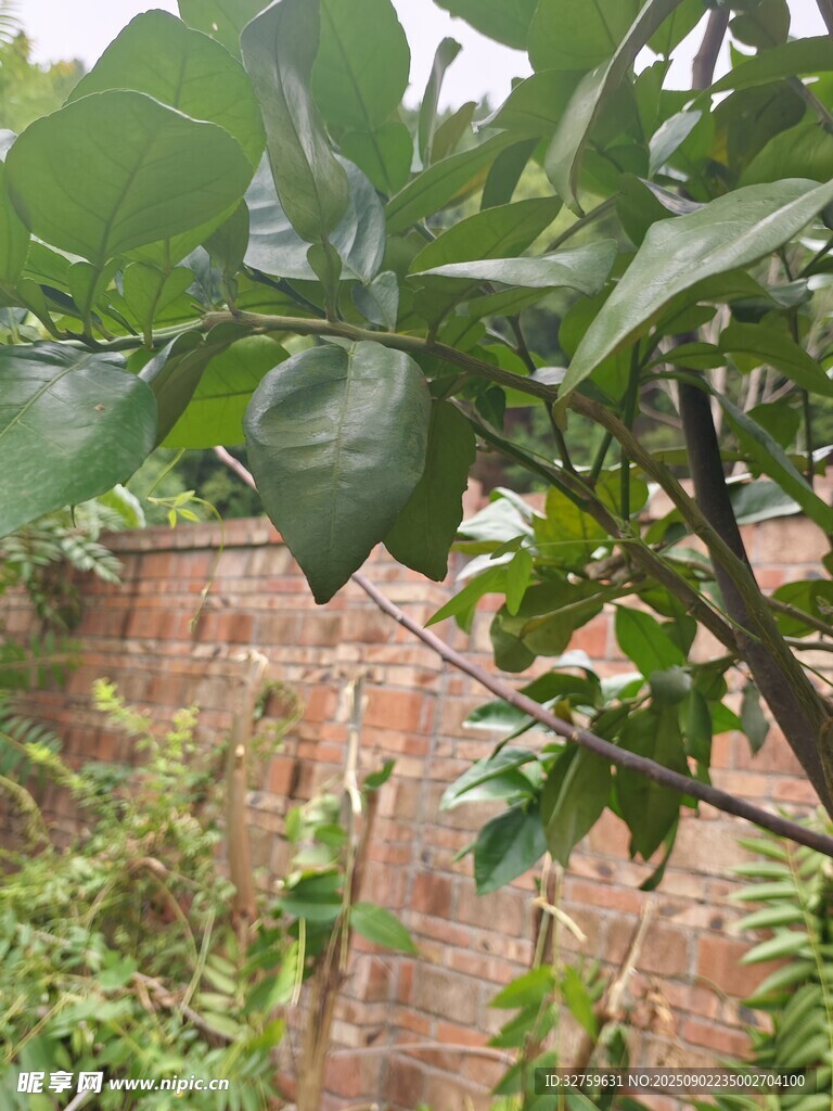 绿叶繁茂的庭院植物景观