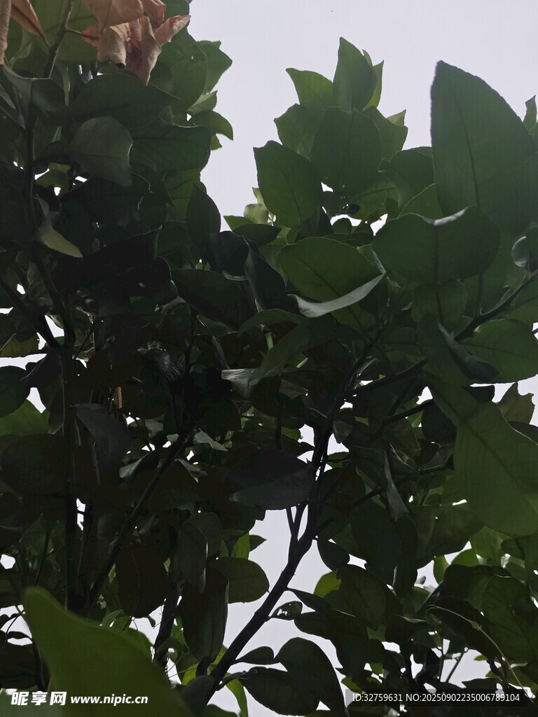 绿叶繁茂的植物景象