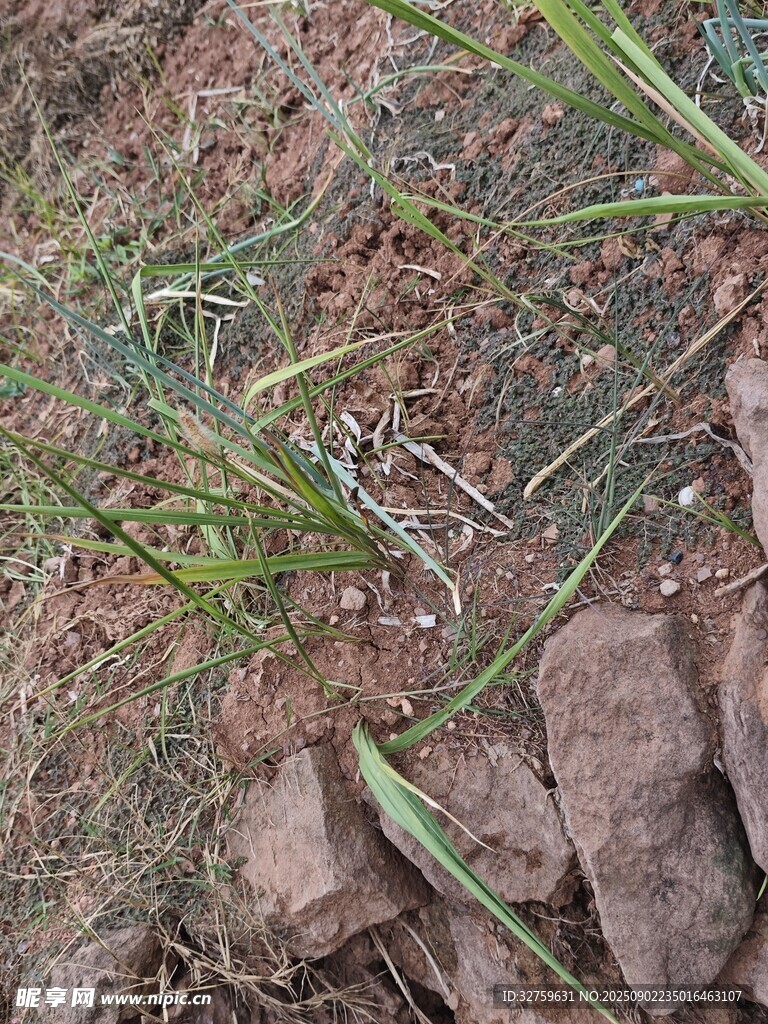 地面上的杂草与枯叶